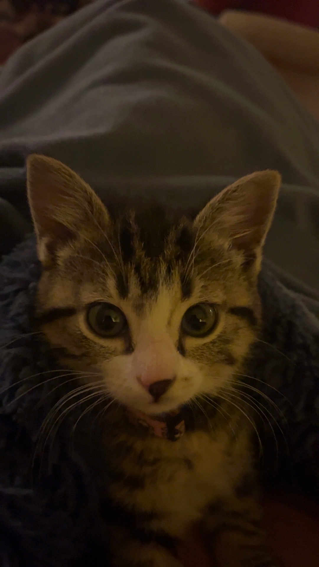 Juno is registered to the contest to win money with this photo: kitten, cat, close_up, pet, animal, whiskers, ears, fur, collar, blanket, indoor, cute, curious, young, mammal, face, portrait, feline, domestic, soft