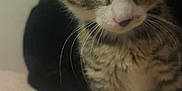 Juno joined the competition — help win amazing prizes! kitten, cat, tabby, close_up, pet, animal, whiskers, feline, cute, indoor, young, fur, paws, curious, small, domestic, mammal, portrait, soft, texture