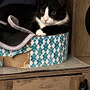 Salem joined the competition — help win amazing prizes! animal, black_and_white, cardboard_box, cat, close_up, curious, domestic_animal, eyes, face, feline, fur, furniture, indoor, patterned_box, paws, pet, resting, sitting, whiskers, wooden_cabinet