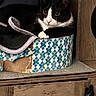 animal, black_and_white, cardboard_box, cat, close_up, curious, domestic_animal, eyes, face, feline, fur, furniture, indoor, patterned_box, paws, pet, resting, sitting, whiskers, wooden_cabinet