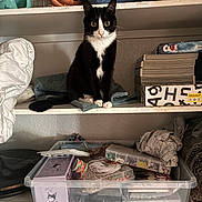 Salem is registered to the contest to win money with this photo: cat, black_and_white, sitting, shelf, board_games, clutter, craft_supplies, plastic_container, fabric, minnie_mouse, toy, indoor, curious, pet, whiskers, eyes, storage, pile, household, decor