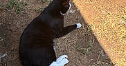 Salem is registered to the contest to win money with this photo: cat, black_and_white, outdoor, dirt, grass, shadow, sunlight, animal, pet, feline, resting, nature, whiskers, paw, tail, ground, daylight, looking_away, fur, side_view