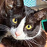 Salem is registered to the contest to win money with this photo: cat, tuxedo_cat, close_up, yellow_eyes, whiskers, fur, pet, animal, indoor, portrait, cute, feline, curious, domestic_cat, face, looking_at_camera, soft_light, blurred_background, black_and_white, nose