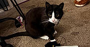 Salem joined the competition — help win amazing prizes! animal, beads, black_and_white_cat, box, carpet, cat, cord, curious, door, floor, furniture_wheel, gray_wall, indoor, looking_at_camera, miscellaneous_items, pet, plush_slipper, toy, whiskers, wide_eyes