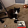 Salem joined the competition — help win amazing prizes! cat, black_and_white_cat, carpet, beads, box, plush_slipper, floor, indoor, toy, curious, pet, animal, whiskers, wide_eyes, looking_at_camera, furniture_wheel, gray_wall, door, cord, miscellaneous_items