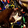 cat, tuxedo_cat, pet, animal, feline, blanket, colorful, cartoon, leather_couch, indoor, cute, whiskers, fur, relaxed, wide_eyes, lying_down, cozy, domestic, companion, alert