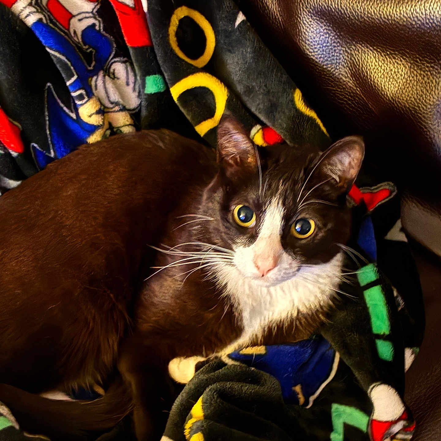 Salem is registered to the contest to win money with this photo: cat, tuxedo_cat, pet, animal, feline, blanket, colorful, cartoon, leather_couch, indoor, cute, whiskers, fur, relaxed, wide_eyes, lying_down, cozy, domestic, companion, alert