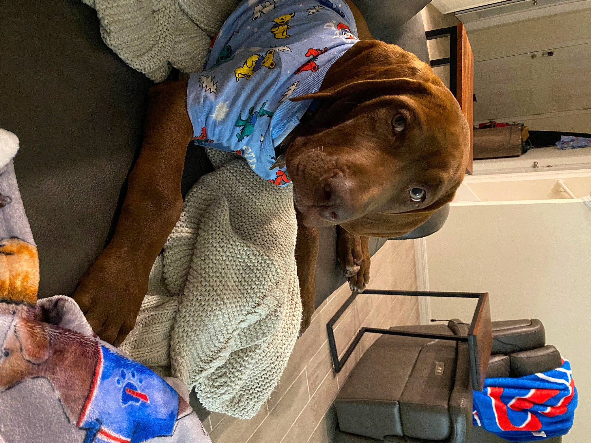 Rooster is registered to the contest to win money with this photo: box, cabinetry, cap, carnivore, collar, comfort, companion_dog, cupboard, dog, dog_breed, elbow, fashion_accessory, fawn, hat, headgear, liver, personal_protective_equipment, sun_hat, working_animal, wrinkle