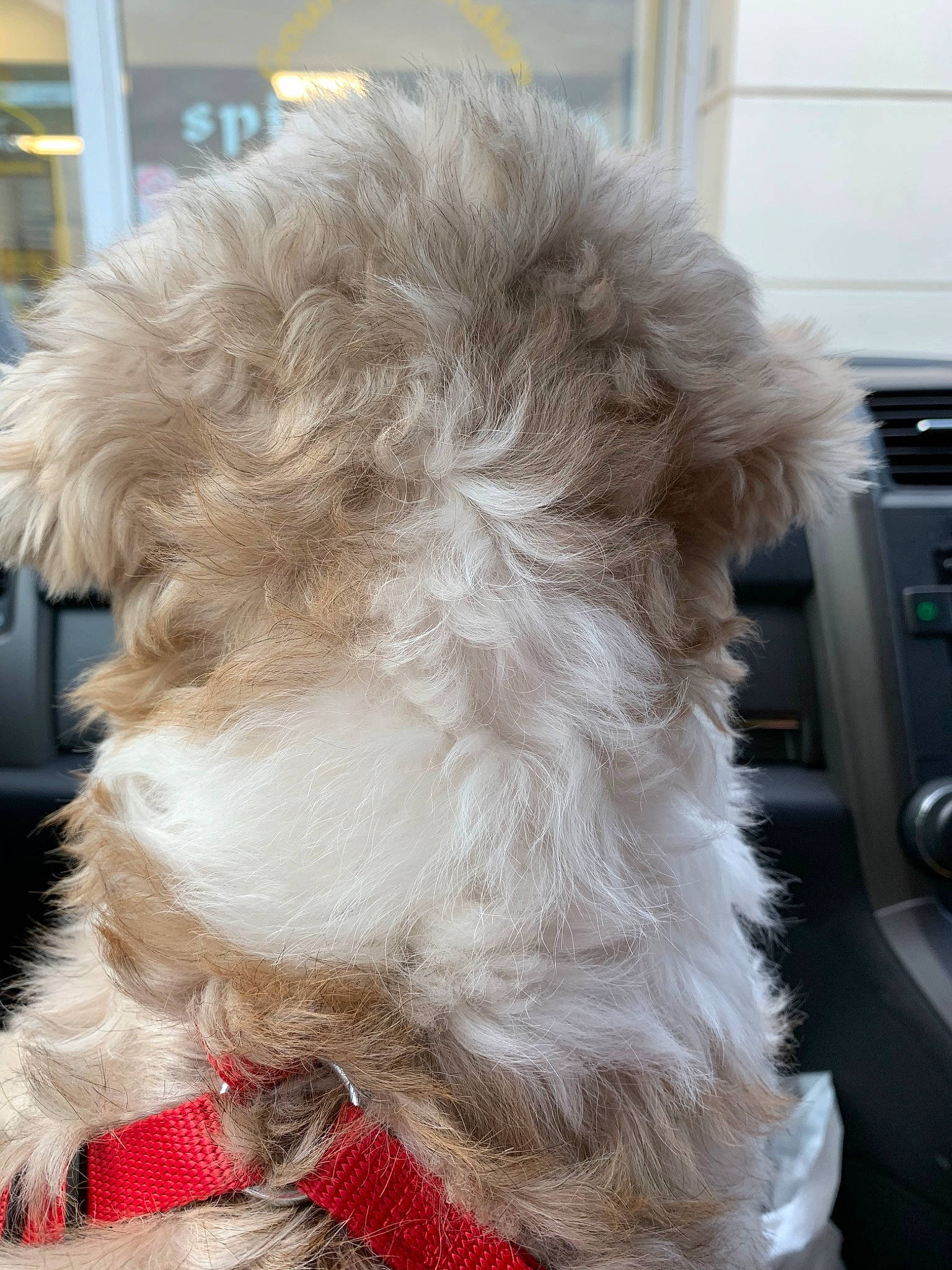 Charlie joined the competition — help win amazing prizes! bolonka, canidae, carnivore, companion_dog, dog, dog_breed, dog_collar, ear, fur, havanese, irish_soft_coated_wheaten_terrier, maltepoo, maltese, non_sporting_group, puppy, rare_breed_dog, skin, sporting_group, terrier, toy_dog