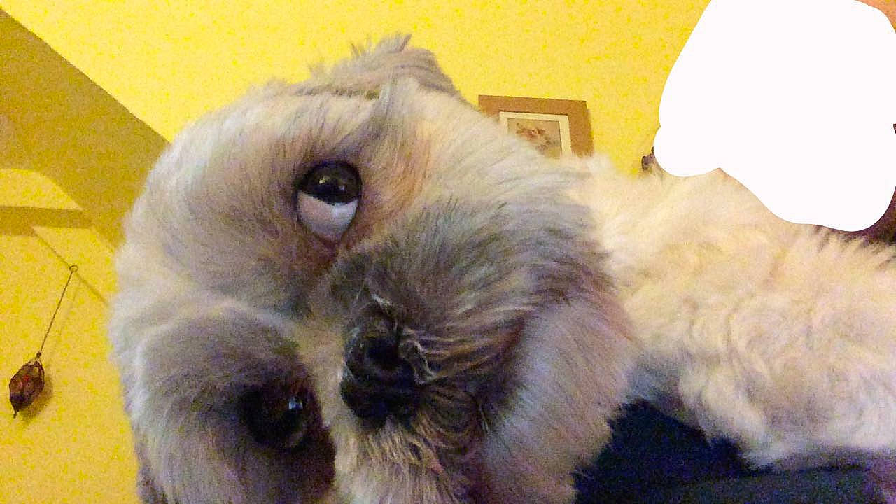 Charlie is registered to the contest to win money with this photo: bolonka, canidae, carnivore, chinese_imperial_dog, companion_dog, dog, dog_breed, kyi_leo, lhasa_apso, mal_shi, maltepoo, maltese, mammal, morkie, pekapoo, puppy, schnoodle, shih_tzu, snout, vertebrate