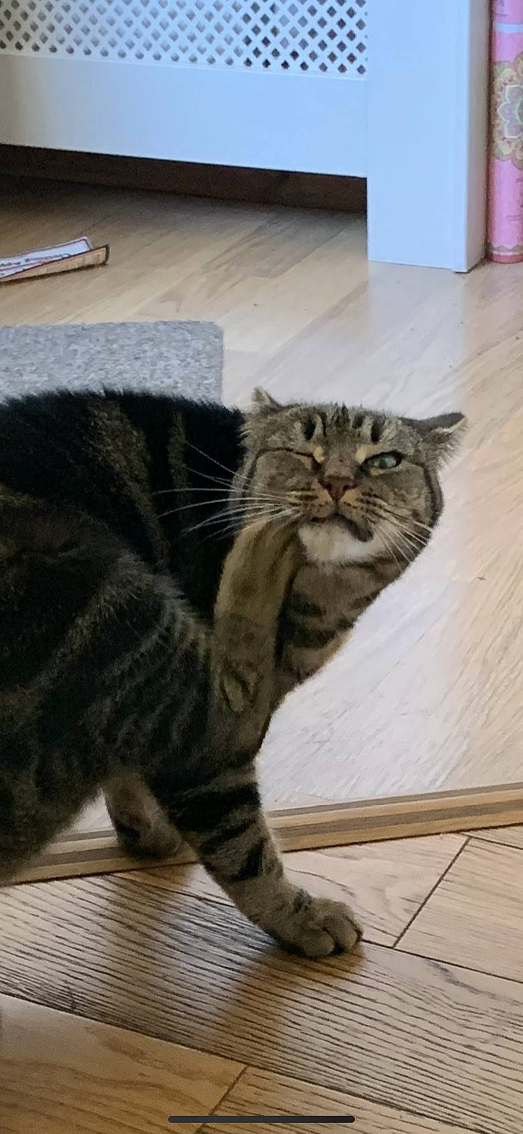 Jingles joined the competition — help win amazing prizes! american_curl, american_shorthair, asian, california_spangled, carnivore, cat, claw, domestic_short_haired_cat, dragon_li, european_shorthair, felidae, mammal, pixie_bob, polydactyl_cat, small_to_medium_sized_cats, snout, tabby_cat, tail, whiskers, wild_cat