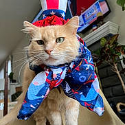 Mr. Cheese is registered to the contest to win money with this photo: animal, cat, chair, closeup, costume, decor, domestic_animal, ears, furniture, hat, indoor, living_room, orange_cat, orange_fur, pet, plant, portrait, scarf, television, whiskers