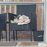 Sunshine And Skuddle is registered to the contest to win money with this photo: cat, cats, chair, blanket, porch, outdoor, bucket, pet_bowl, floor, wooden_floor, furniture, relaxing, animal, pet, cozy, snuggling, daylight, woven_chair, two_cats, resting