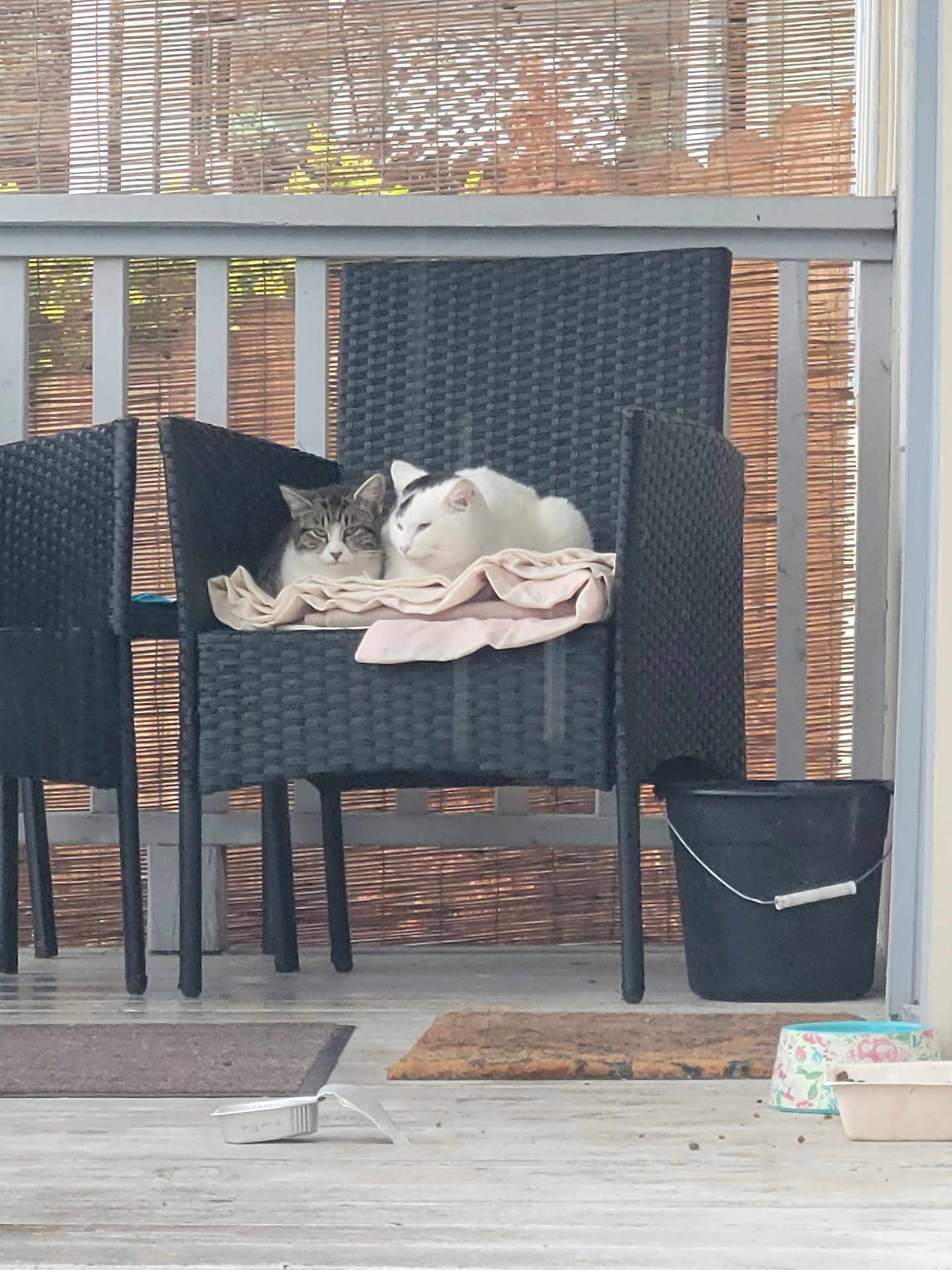 Sunshine And Skuddle is registered to the contest to win money with this photo: cat, cats, chair, blanket, porch, outdoor, bucket, pet_bowl, floor, wooden_floor, furniture, relaxing, animal, pet, cozy, snuggling, daylight, woven_chair, two_cats, resting