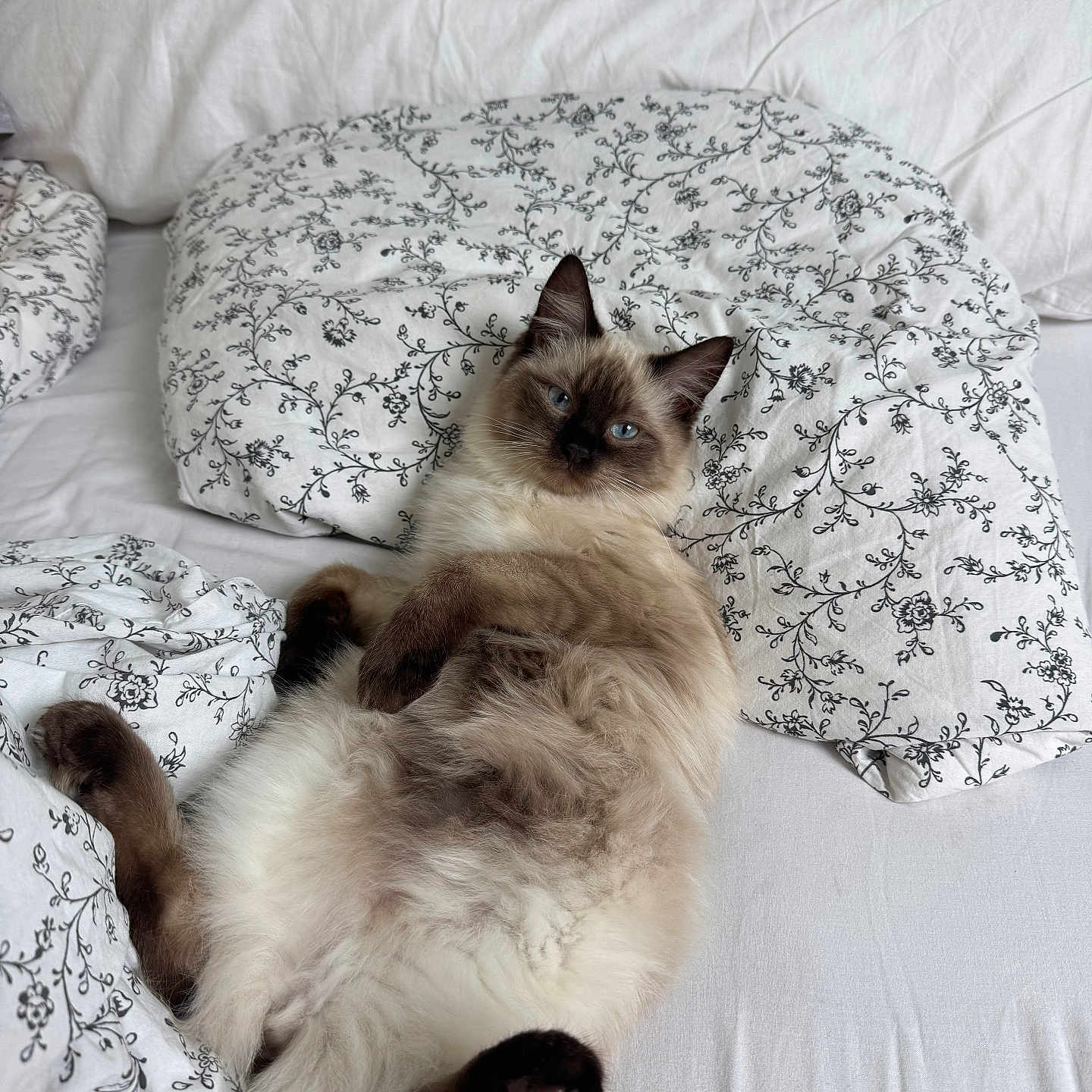 Nala participe au concours pour gagner de l'argent avec cette photo : animal, bed, blanket, blue_eyes, cat, cozy, cute, domestic_cat, elephant_toy, feline, fluffy, indoor, patterned_bedding, pet, pillow, plush_toy, relaxed, resting, soft, white_bedding