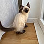 kitten, cat, siamese, blue_eyes, fluffy, pet, indoor, floor, curtain, white_wall, wooden_floor, animal, cute, small, young, feline, looking_back, domestic, house, curious