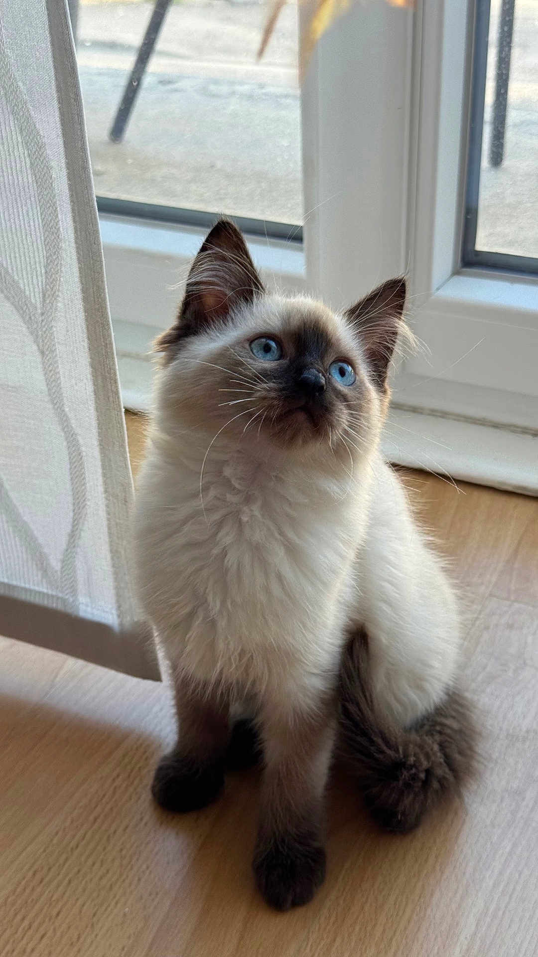 Nala