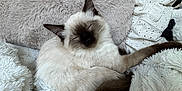 Nala participe au concours pour gagner de l'argent avec cette photo : cat, siamese_cat, sleeping, fluffy, blanket, cushion, cozy, indoor, pet, fur, resting, cute, animal, comfort, relaxation, soft, white, brown, ears, tail