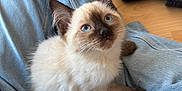 Nala participe au concours pour gagner de l'argent avec cette photo : animal, blue_eyes, cat, cute, denim, ears, floor, foot, fur, indoor, jeans, kitten, lap, looking_up, pet, resting, siamese_cat, sock, whiskers, wooden_floor