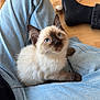 kitten, cat, siamese_cat, blue_eyes, fur, pet, lap, jeans, denim, floor, wooden_floor, foot, sock, indoor, cute, animal, whiskers, ears, resting, looking_up