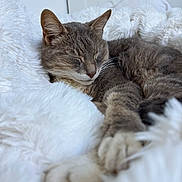 Gribouille a rejoint le concours — aidez-le/la à gagner de superbes lots ! cat, sleeping, gray_cat, fluffy_blanket, cozy, close_up, paws, relaxed, indoor, pet, feline, soft_texture, comfort, resting, nap, animal, fur, whiskers, bed, cute
