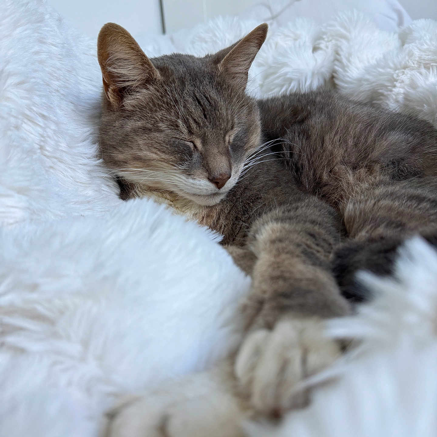Gribouille a rejoint le concours — aidez-le/la à gagner de superbes lots ! animal, bed, cat, close_up, comfort, cozy, cute, feline, fluffy_blanket, fur, gray_cat, indoor, nap, paws, pet, relaxed, resting, sleeping, soft_texture, whiskers