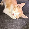 Morris is registered to the contest to win money with this photo: cat, kitten, sleeping, orange_cat, white_cat, pet, feline, cute, resting, couch, indoor, fur, animal, cozy, relaxed, domestic_cat, paw, ears, texture, soft_light
