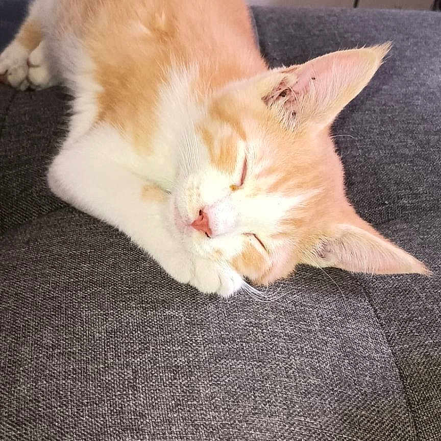 Morris is registered to the contest to win money with this photo: cat, kitten, sleeping, orange_cat, white_cat, pet, feline, cute, resting, couch, indoor, fur, animal, cozy, relaxed, domestic_cat, paw, ears, texture, soft_light