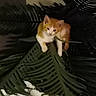 Morris is registered to the contest to win money with this photo: kitten, cat, orange_cat, white_cat, pet, animal, leaf, artificial_plant, green_leaf, indoor, curious, small_cat, feline, plant, closeup, young_cat, cute, resting, dark_background, domestic_animal