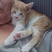 Morris is registered to the contest to win money with this photo: kitten, cat, orange_cat, white_cat, pet, sleepy, paw, person, chest, cuddle, feline, indoor, resting, closeup, cute, fur, animal, relaxing, cozy, texture