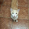 Beans is registered to the contest to win money with this photo: cat, orange_cat, white_cat, pet, animal, looking_up, indoor, tile_floor, curious, standing, feline, whiskers, ears, tail, domestic_cat, cute, mammal, floor, closeup, eye_contact