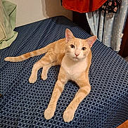 Beans is registered to the contest to win money with this photo: cat, orange_cat, white_cat, pet, bed, bedspread, patterned_bedspread, furniture, indoor, animal, domestic_animal, resting, relaxed, looking_at_camera, clothing, hanger, fabric, floor, tile_floor, cozy