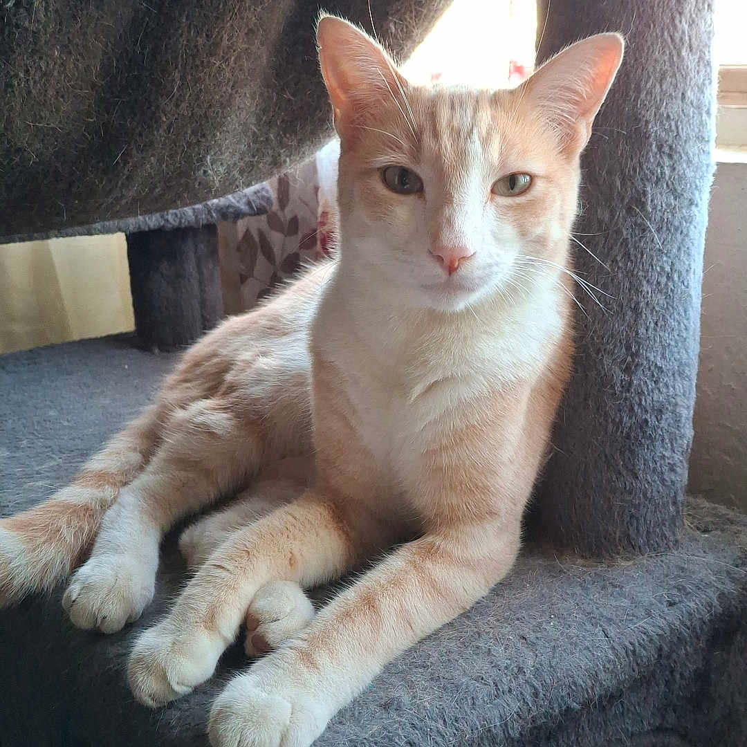 Beans
