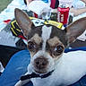 dog, chihuahua, pet, animal, outdoor, picnic, person, blurred_background, drink, can, water_bottle, snack, blanket, jeans, collar, closeup, face, eyes, ears, relaxing