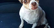 Ginger joined the competition — help win amazing prizes! dog, chihuahua, car_seat, pet, small_dog, alert, sitting, animal, fur, ears, seatbelt, interior, vehicle, cute, domestic_animal, companion, looking_up, expression, car, black_seat