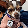 dog, small_dog, chihuahua, pet, collar, id_tag, pink_shirt, ears, close_up, face, person, mask, denim_jacket, hand, indoor, cute, animal, portrait, looking, holding