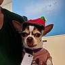 dog, chihuahua, pet, hat, elf_hat, clothing, pink_shirt, collar, tag, indoor, person, hand, blue_wall, white_background, small_dog, cute, animal, portrait, expression, holiday