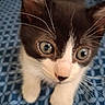 Prints joined the competition — help win amazing prizes! kitten, cat, close_up, black_and_white, whiskers, curious, pet, animal, feline, young, indoor, patterned_background, blue, eyes, face, paws, cute, fur, small, domestic