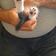 Prints is registered to the contest to win money with this photo: kitten, cat, paws, black_pads, person, hand, gray_shirt, black_pants, sitting, indoor, cute, playful, pet, animal, furry, fur, claws, holding, upside_down, close_up