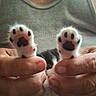 Prints is registered to the contest to win money with this photo: kitten, cat, paws, hands, person, tank_top, black_and_white, cute, pet, animal, feline, soft, tiny, close_up, indoor, fingers, paw_pads, holding, adorable, fur