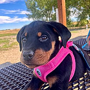 Savannah Rae joined the competition — help win amazing prizes! animal, blue_sky, closeup, clouds, cute, daylight, dog, greenery, leash, metal, nature, outdoor, pet, picnic_table, pink_harness, puppy, rottweiler, sunny, tree, young_dog