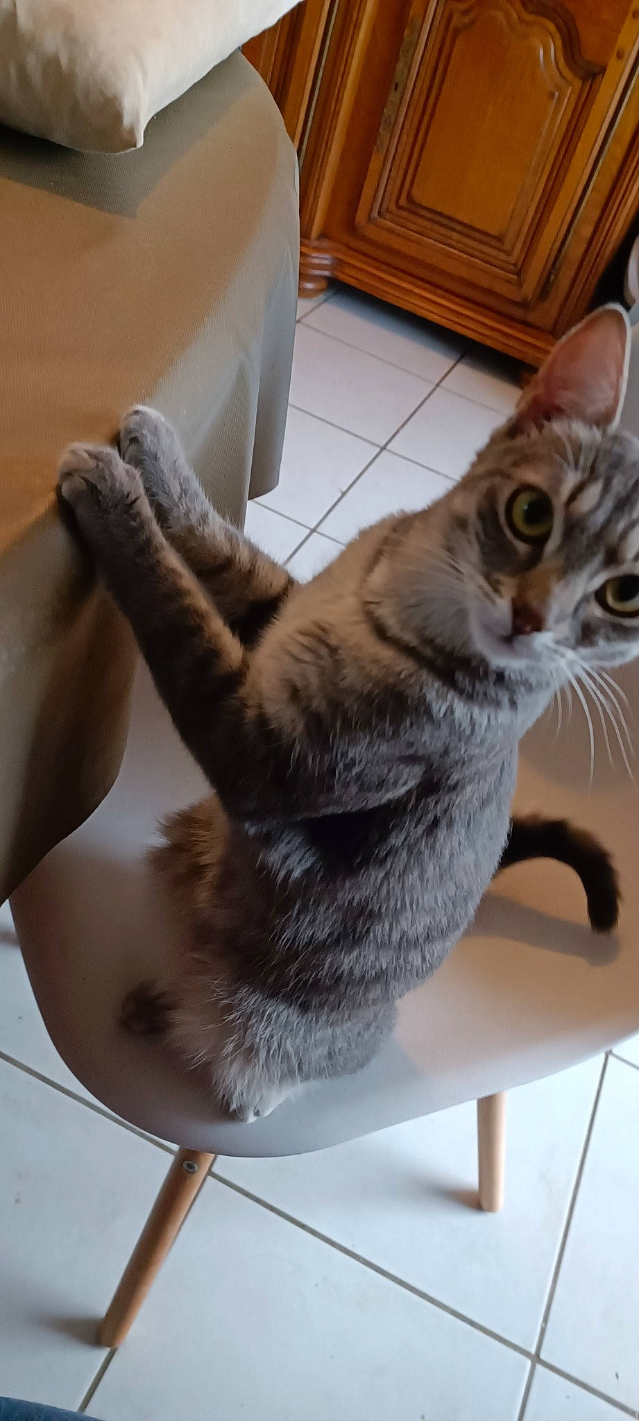 Mimi a rejoint le concours — aidez-le/la à gagner de superbes lots ! box, carnivore, cat, cat_supply, claw, comfort, domestic_short_haired_cat, felidae, fur, hardwood, paw, pet_supply, small_to_medium_sized_cats, snout, tail, whiskers, wood