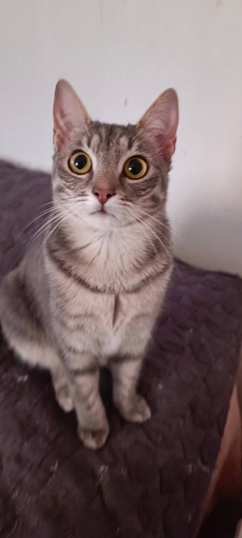 Mimi participe au concours pour gagner de l'argent avec cette photo : art, carnivore, cat, curious, domestic_short_haired_cat, felidae, fur, paw, small_to_medium_sized_cats, snout, tail, whiskers, window