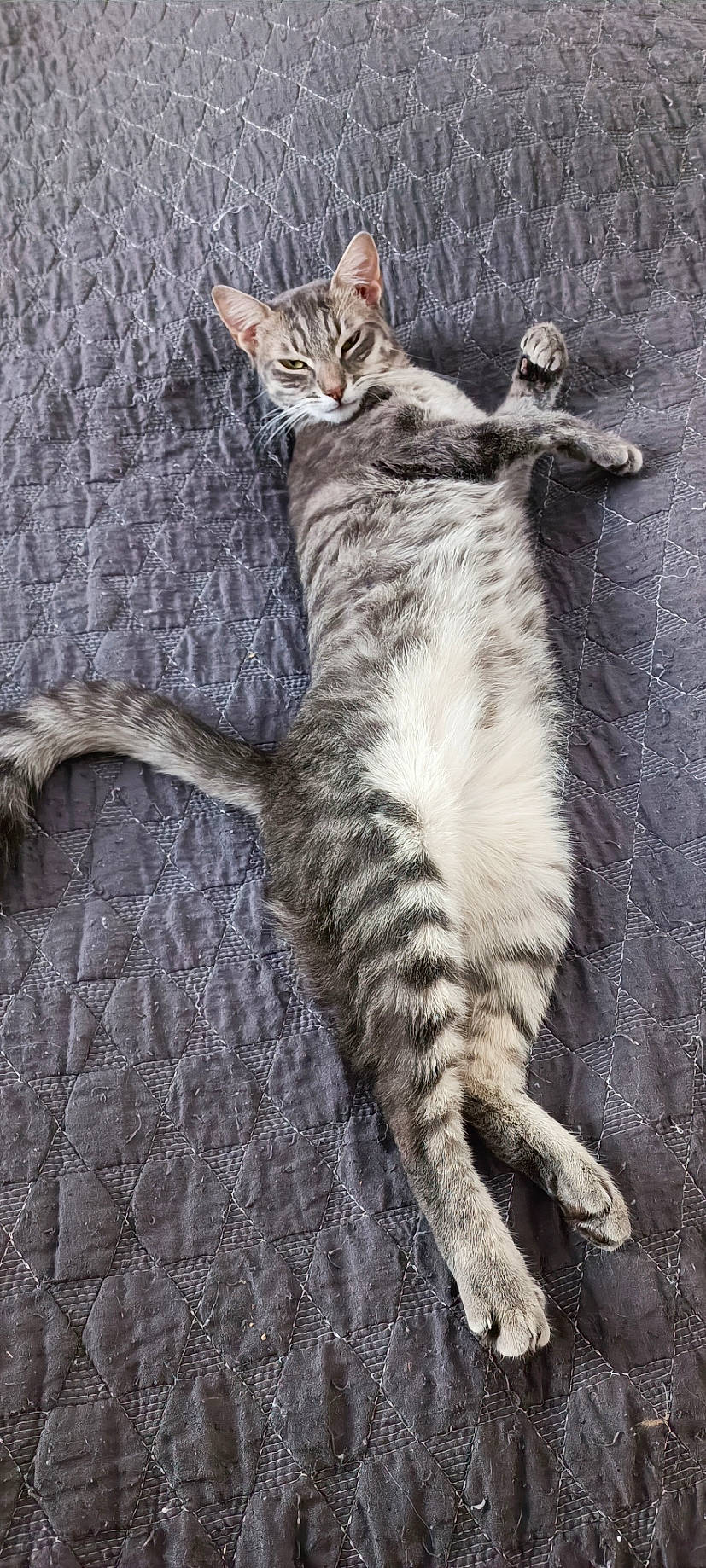 Mimi a rejoint le concours — aidez-le/la à gagner de superbes lots ! carnivore, cat, claw, domestic_short_haired_cat, felidae, foot, fur, grey, paw, small_to_medium_sized_cats, tail, terrestrial_animal, whiskers, wood