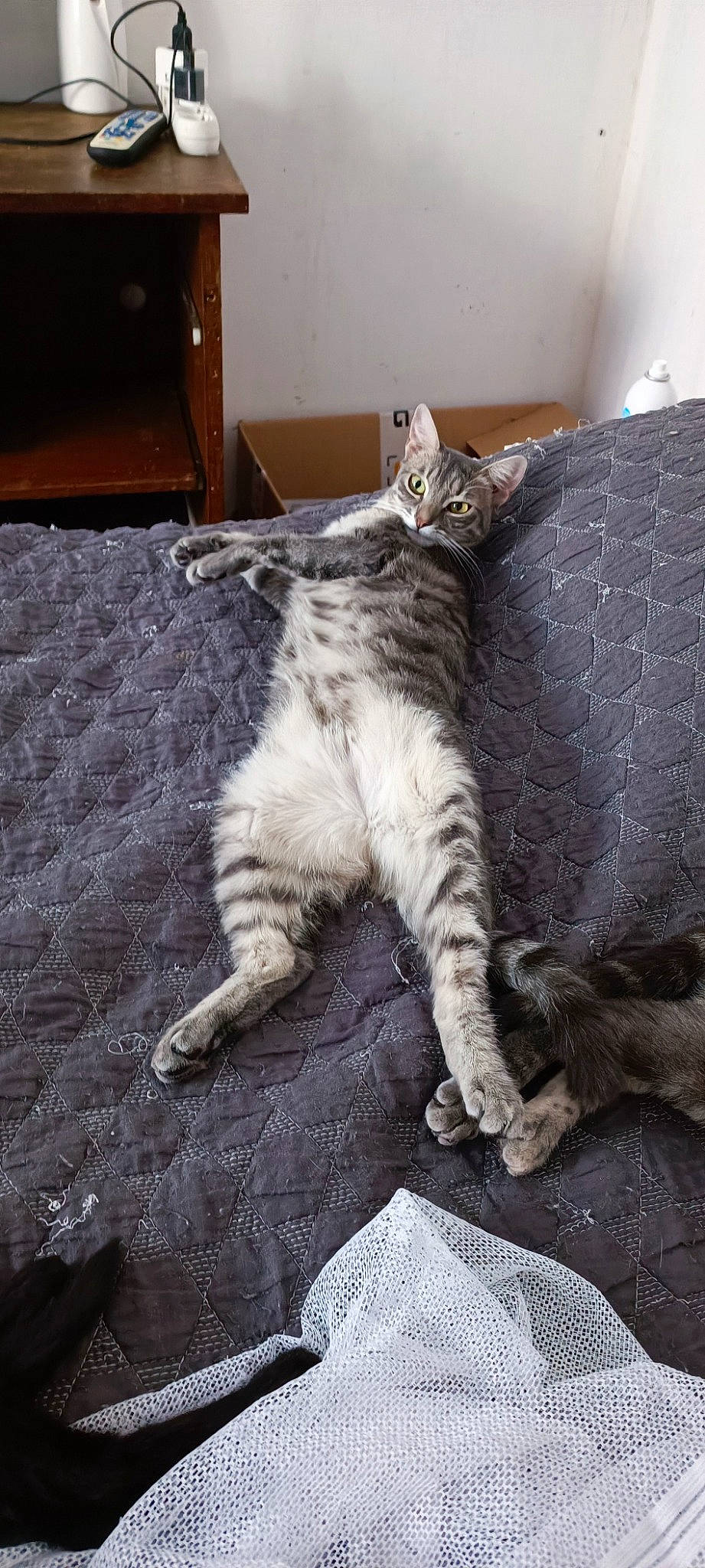 Mimi a rejoint le concours — aidez-le/la à gagner de superbes lots ! box, carnivore, cat, claw, comfort, domestic_short_haired_cat, felidae, flooring, foot, fur, grey, human_leg, metal, nap, paw, shipping_box, small_to_medium_sized_cats, tail, whiskers, wood