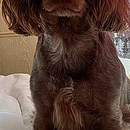 Fudge joined the competition — help win amazing prizes! animal, canine, chihuahua, cockerspaniel, dog, hound, papillon, pet, poodle, puppy, snout