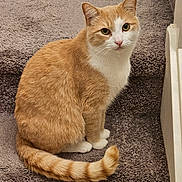Bobo joined the competition — help win amazing prizes! animal, carpet, cat, closeup, curious, cute, domestic_cat, ears, feline, fur, indoor, looking, orange_cat, pet, portrait, sitting, stairs, tail, whiskers, white_cat