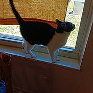 Samantha is registered to the contest to win money with this photo: cat, black_and_white, tuxedo_cat, pet, animal, window, windowsill, indoors, outdoors, sunlight, tail, standing, looking_outside, curtain, bamboo_blind, grass, tree, yard, home, portrait