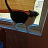 cat, black_and_white, tuxedo_cat, pet, animal, window, windowsill, indoors, outdoors, sunlight, tail, standing, looking_outside, curtain, bamboo_blind, grass, tree, yard, home, portrait