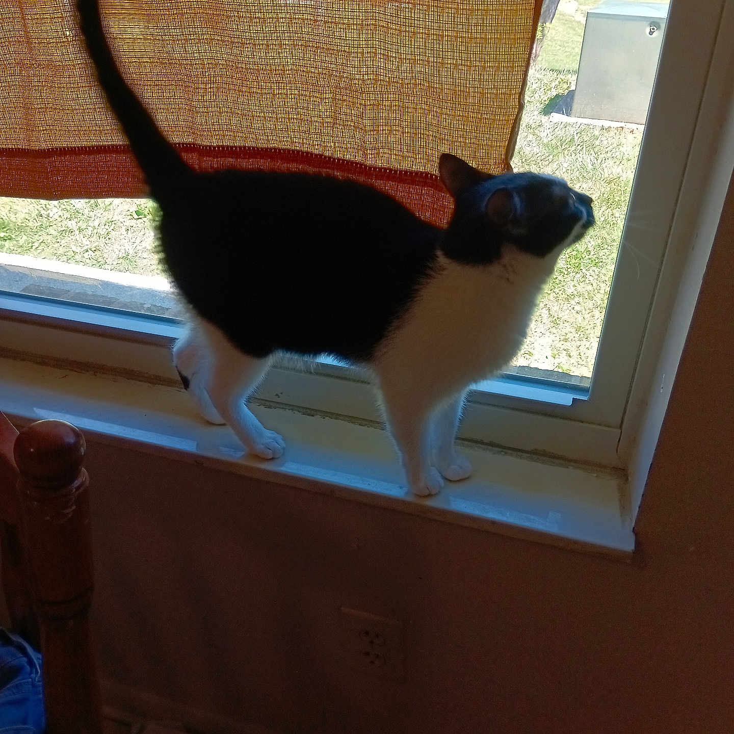 Samantha is registered to the contest to win money with this photo: cat, black_and_white, tuxedo_cat, pet, animal, window, windowsill, indoors, outdoors, sunlight, tail, standing, looking_outside, curtain, bamboo_blind, grass, tree, yard, home, portrait